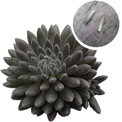 30 Semillas Hojas de Suculentas surtidas + Obsequio Sinocrassula Yunnanensis